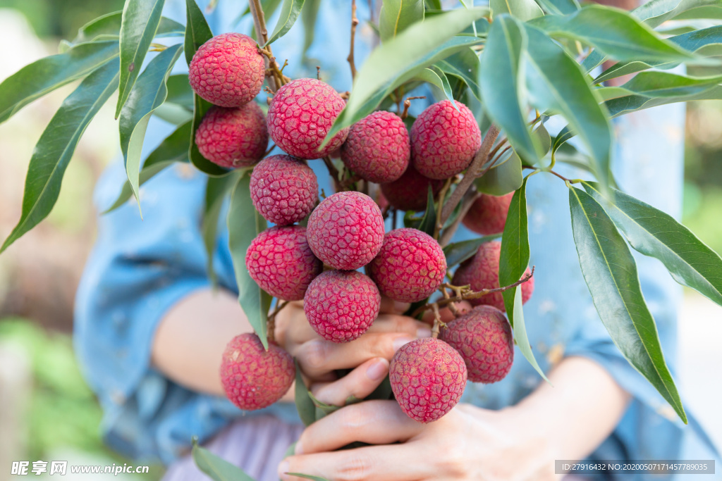 新鲜采摘荔枝
