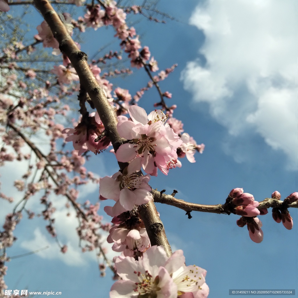 春季桃花 朵朵开