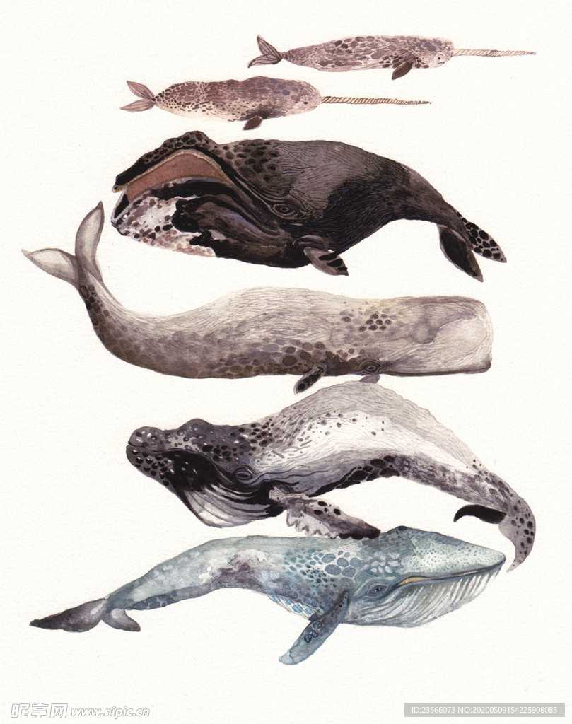 海洋鱼类水彩插画