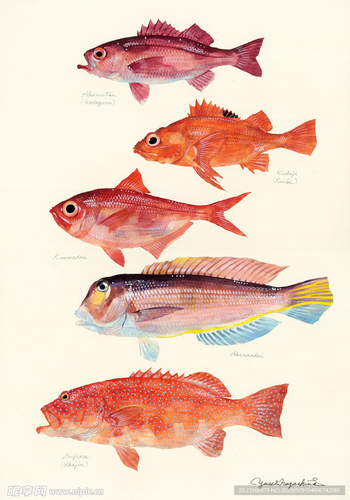 海洋鱼类水彩插画