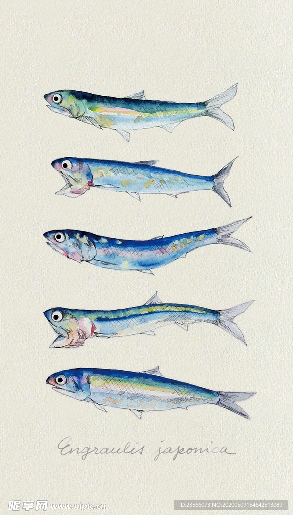 海洋鱼类水彩插画