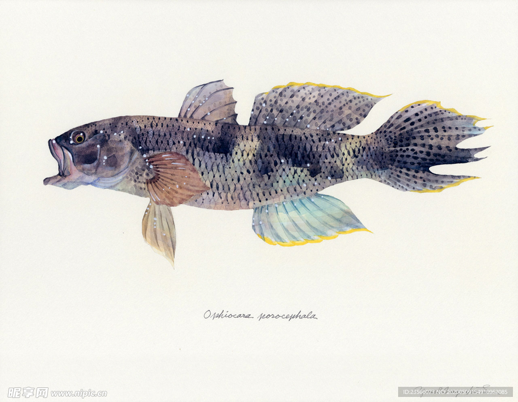 海洋鱼类水彩插画