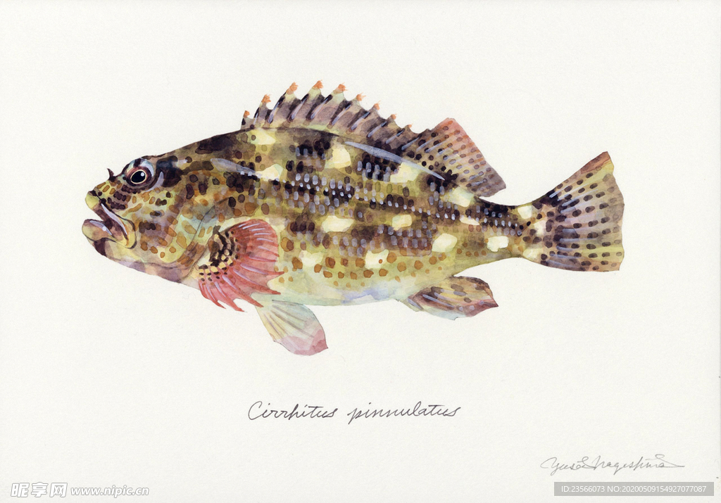 海洋鱼类水彩插画