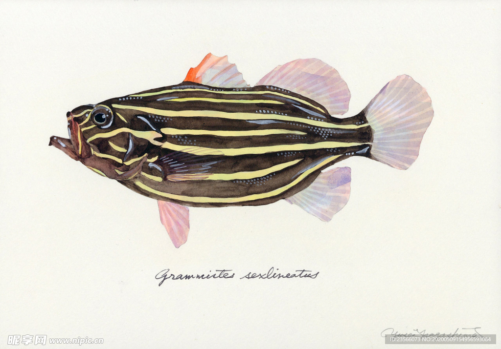 海洋鱼类水彩插画