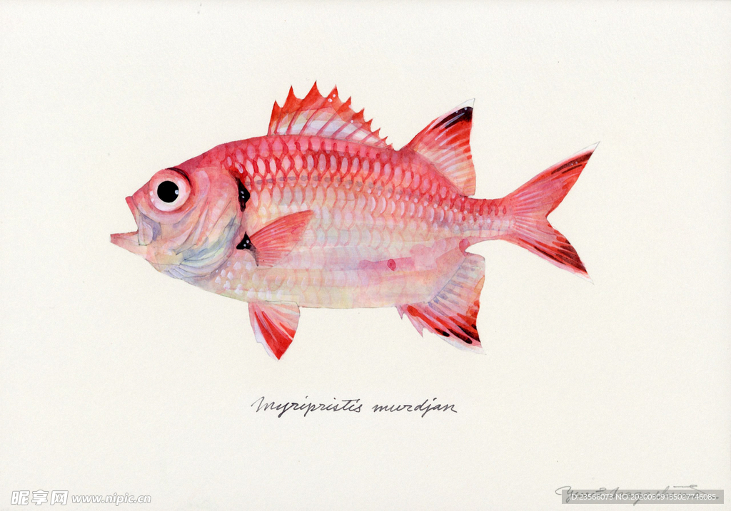 海洋鱼类水彩插画
