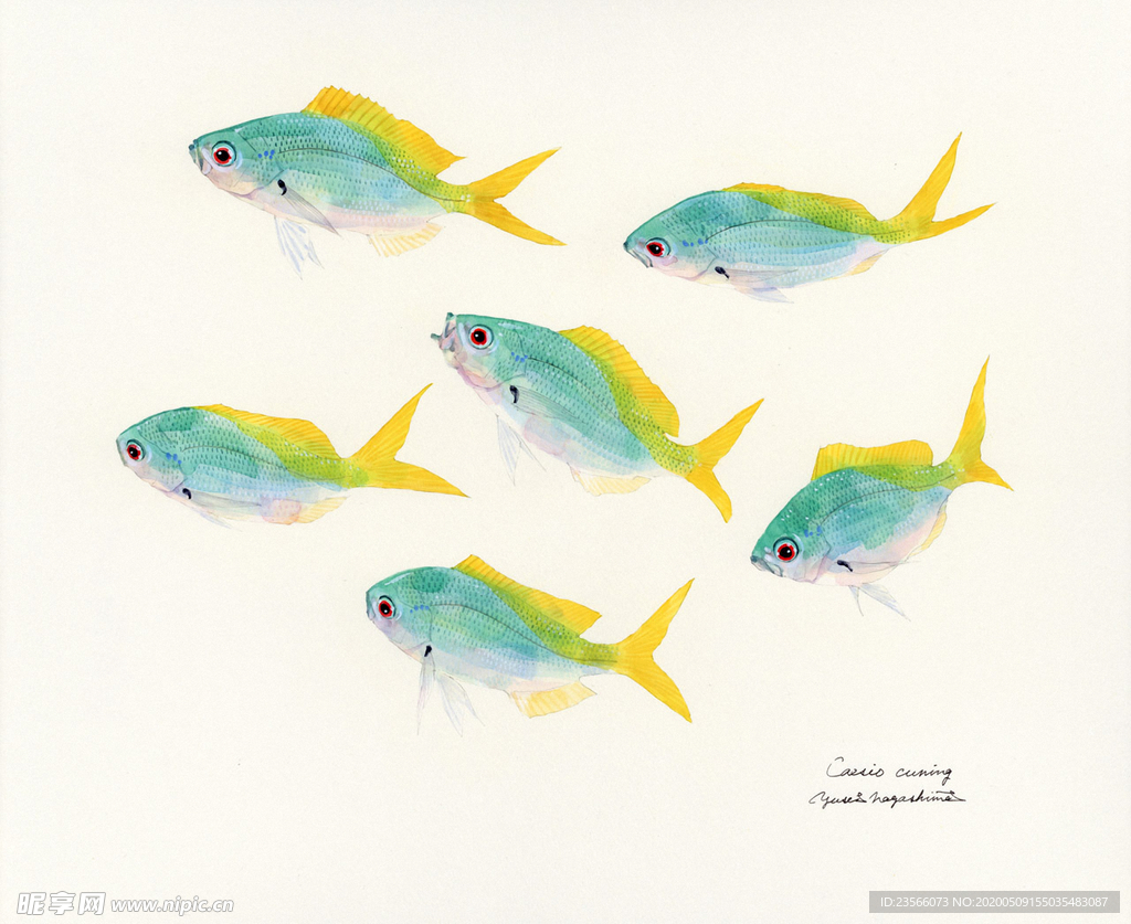 海洋鱼类水彩插画