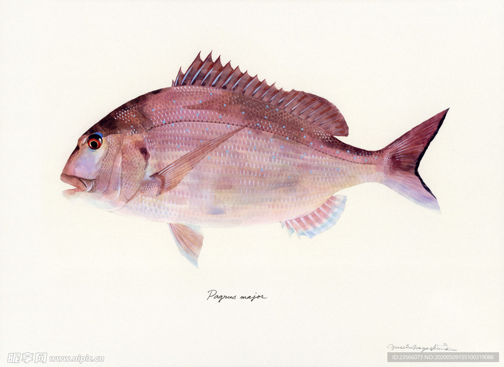 海洋鱼类水彩插画