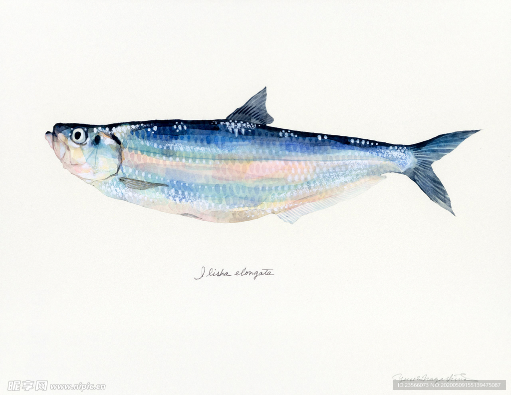 海洋鱼类水彩插画