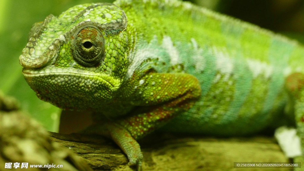 蜥蜴变色龙图片