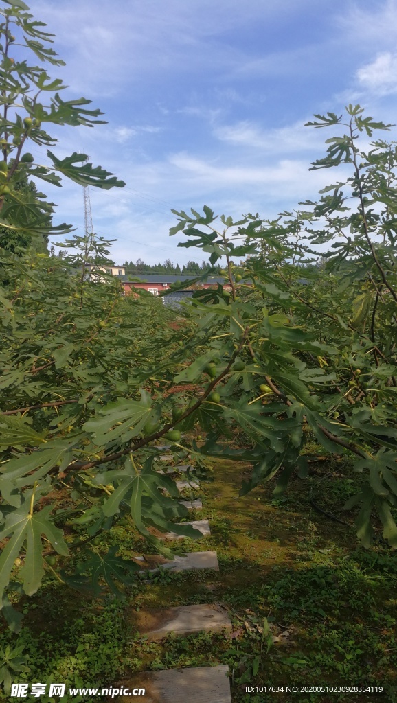 无花果采摘基地