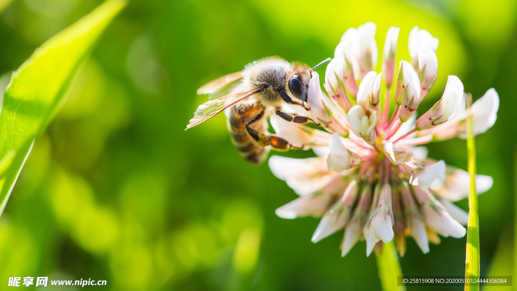 蜜蜂花间采蜜图片
