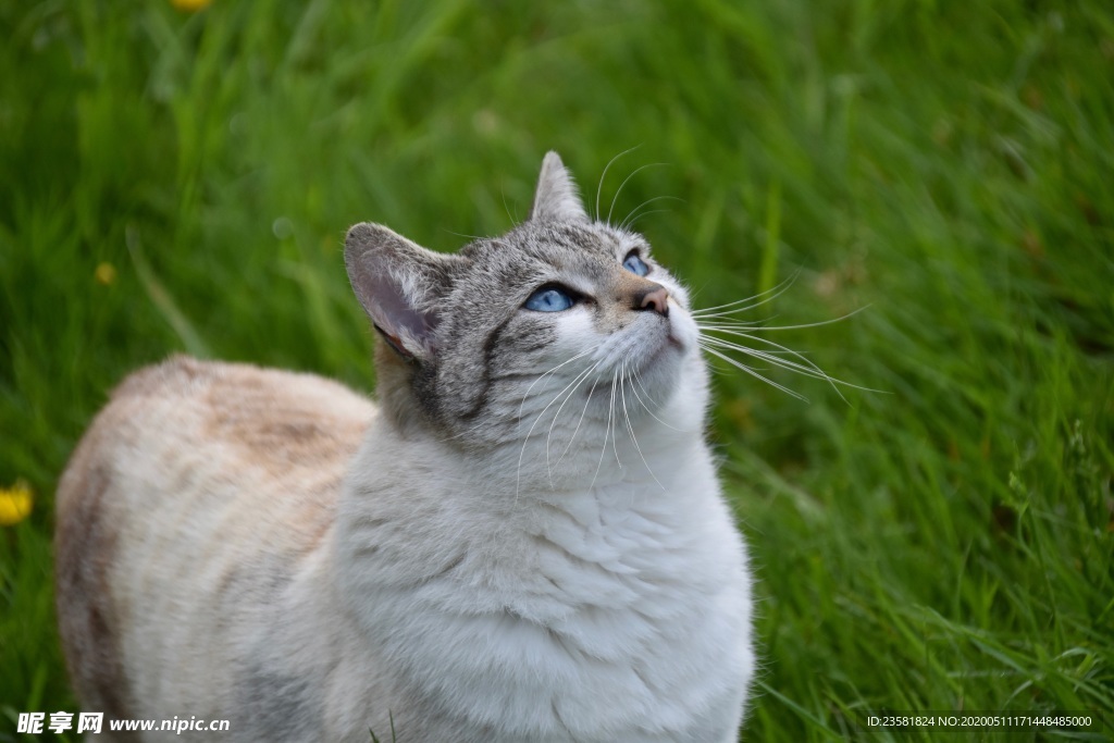 仰望星空的猫咪