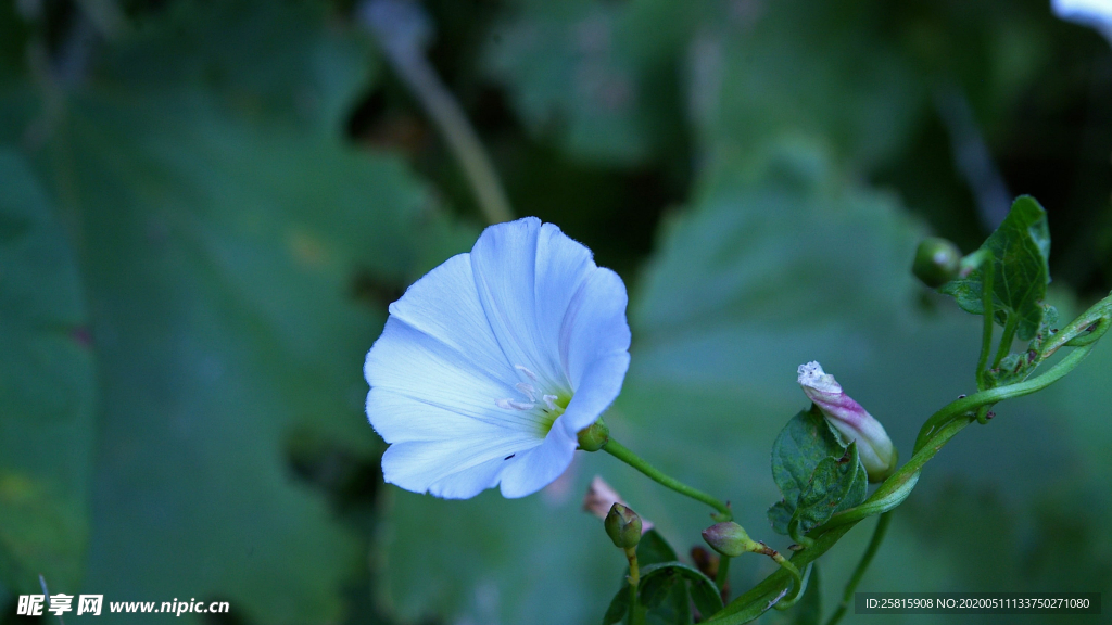 牵牛花清新唯美图片