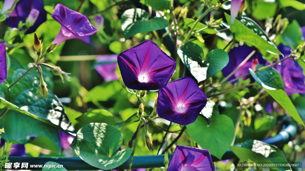 牵牛花清新唯美图片