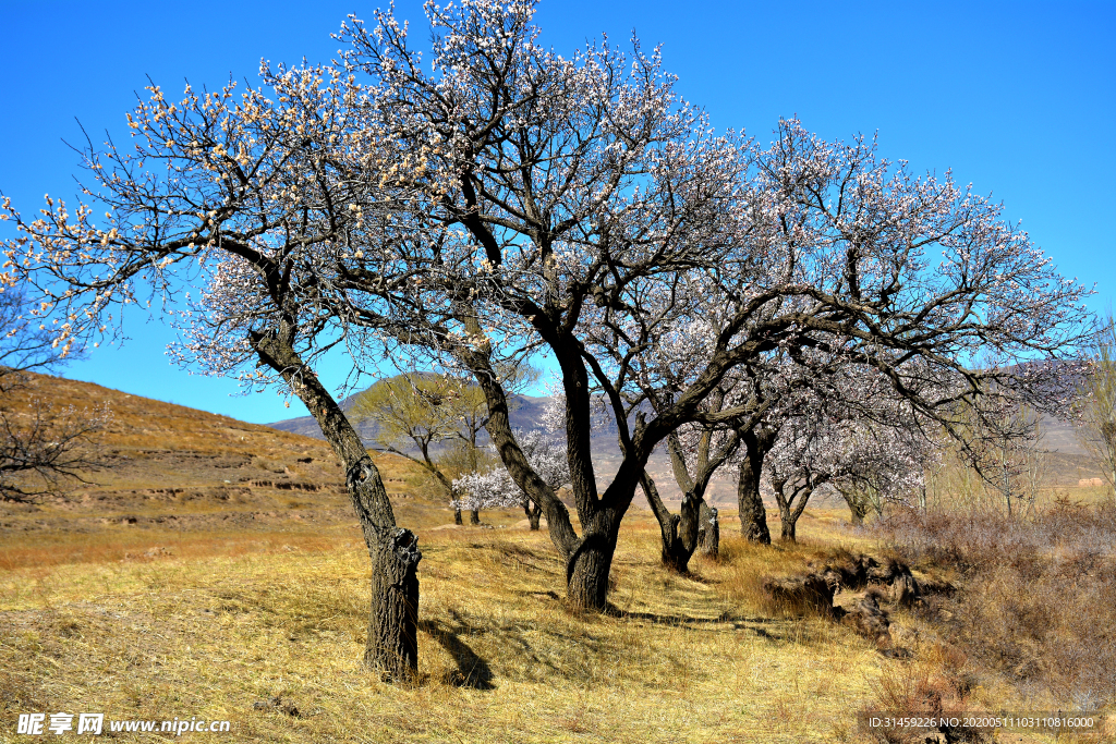 大同市新荣区助马堡