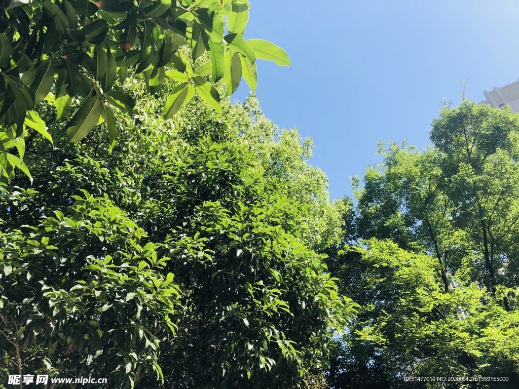 蓝天 树木 绿树