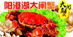 阳澄湖大闸蟹