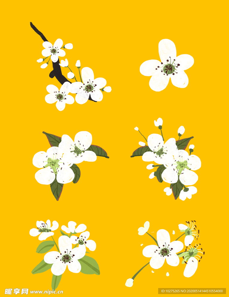 春天白色梨花盛开