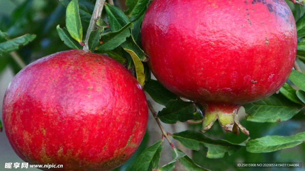 石榴石榴籽石榴树图片