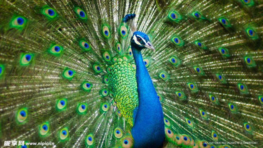 孔雀空山鸟语图片