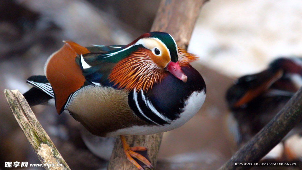 鸳鸯空山鸟语图片