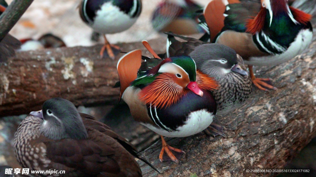 鸳鸯空山鸟语图片