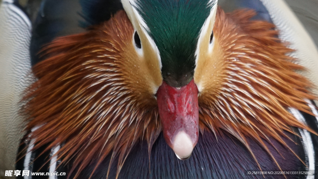 鸳鸯空山鸟语图片