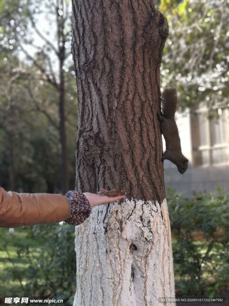 喂野生松鼠