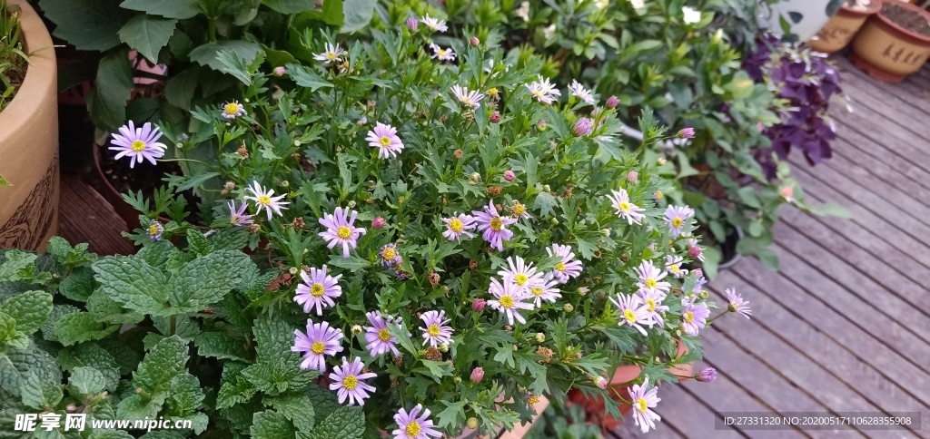 花园花卉姬小菊