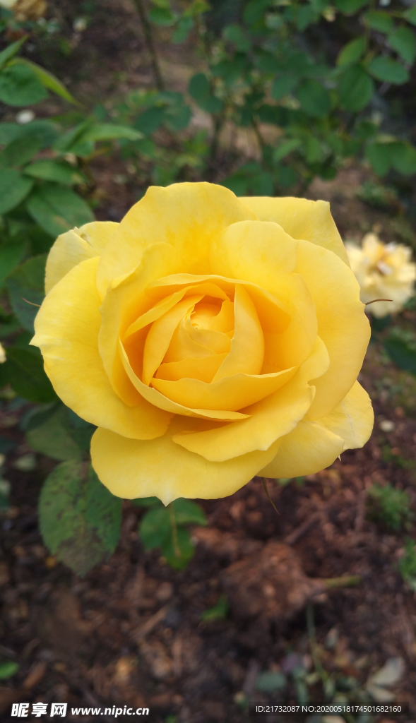 黄色玫瑰
