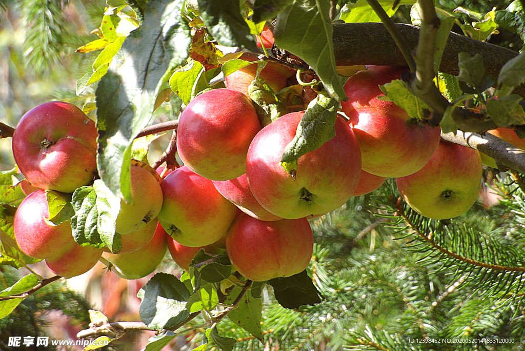 树枝上的苹果