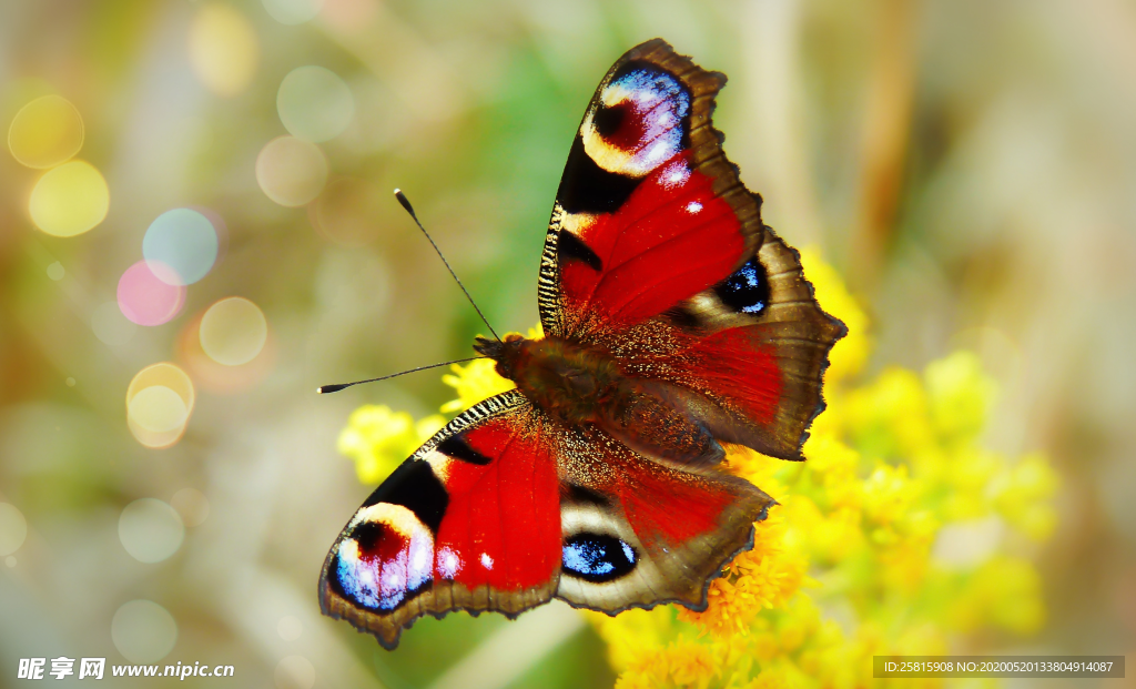 孔雀蝴蝶唯美图片