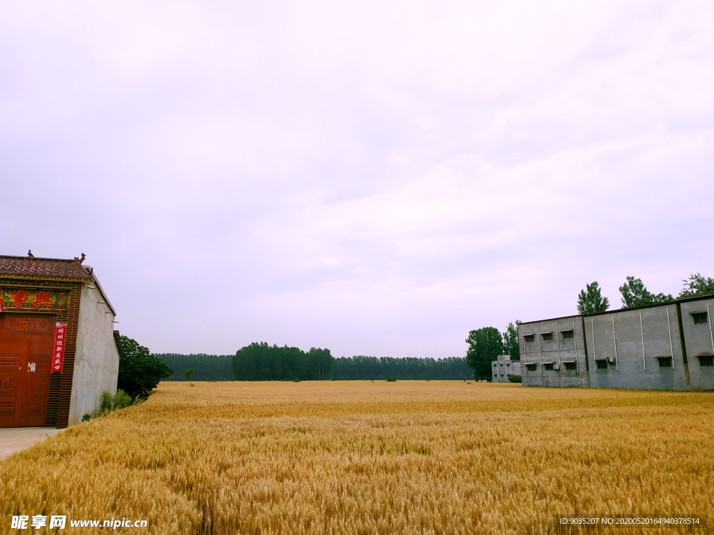 农家麦田