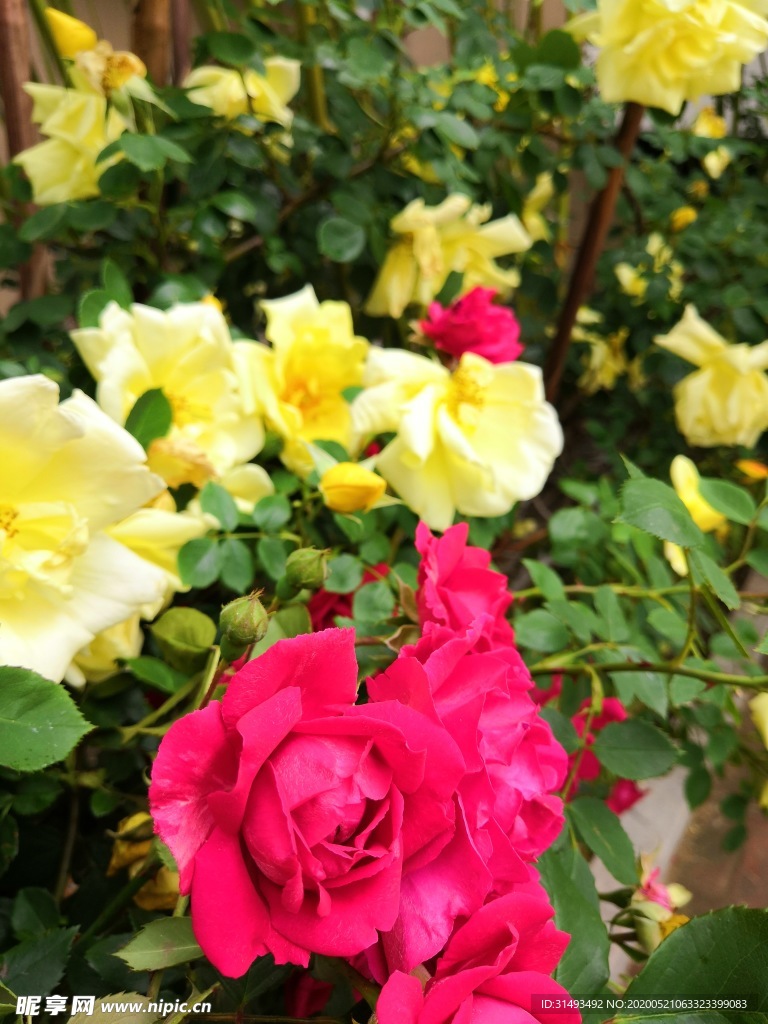 红色黄色花园月季花朵