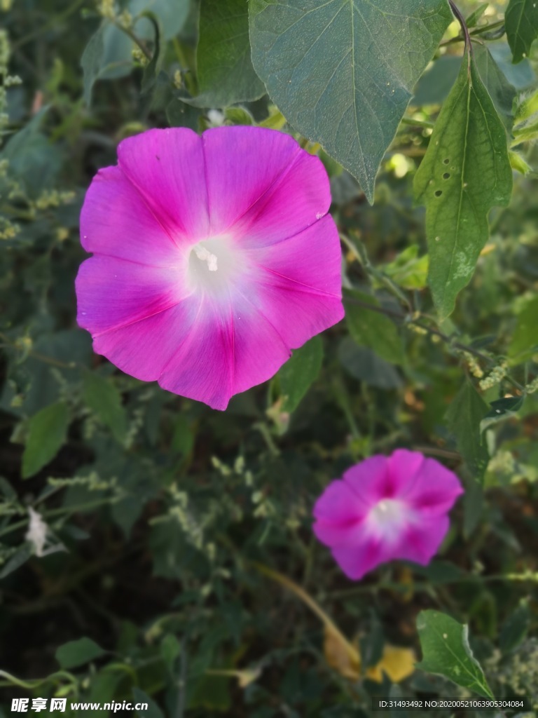 绿叶红花粉色紫色喇叭花牵牛花