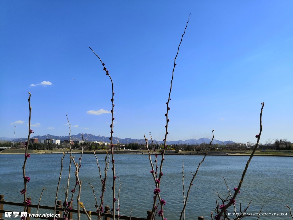 蓝天白云树枝河边风景