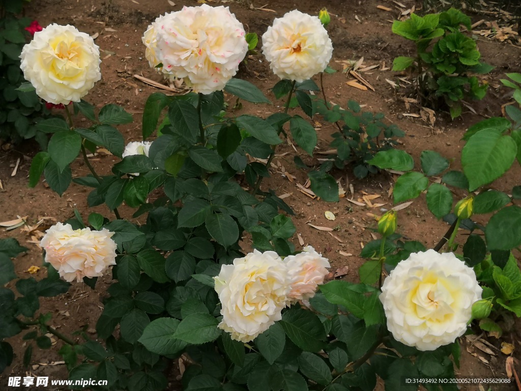 春天花园白色月季花朵