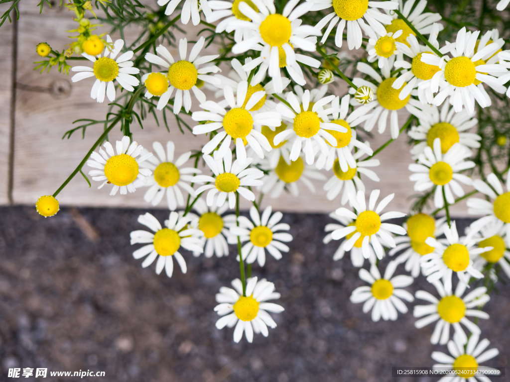 雏菊清新淡雅图片