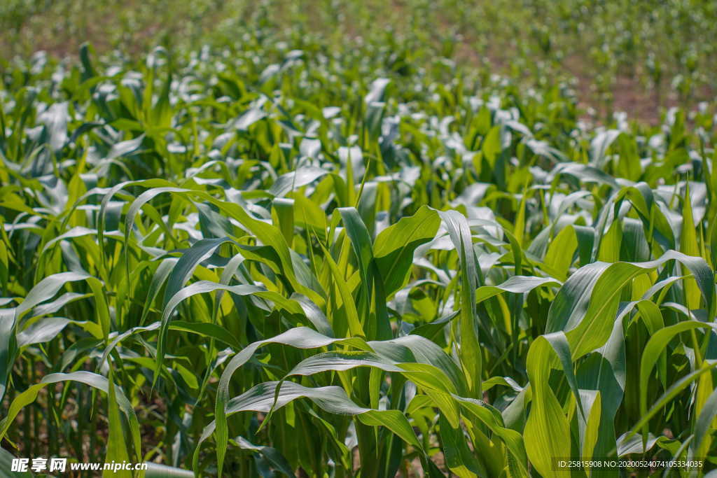 玉米地田园图片