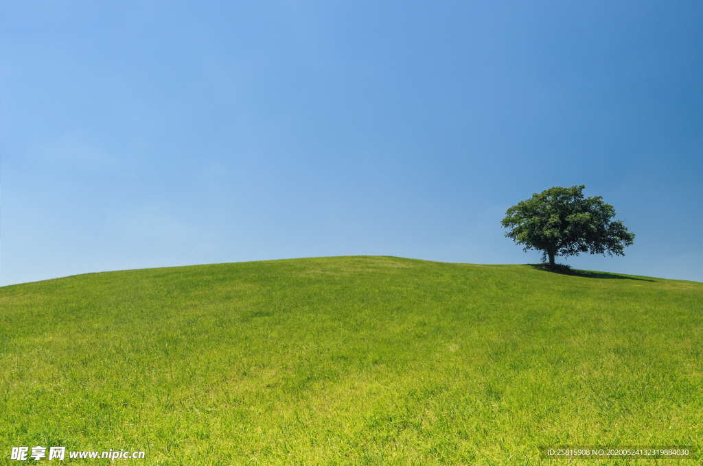 一棵树唯美图片