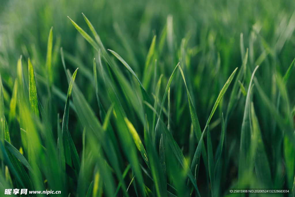 草地绿地草原图片