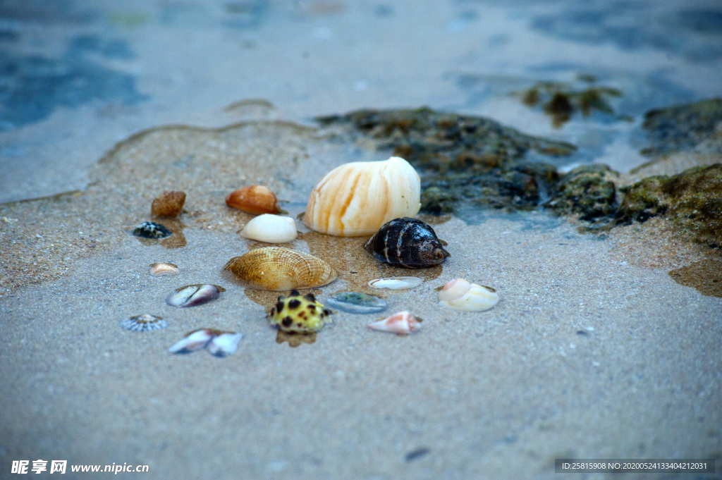 贝壳海螺图片