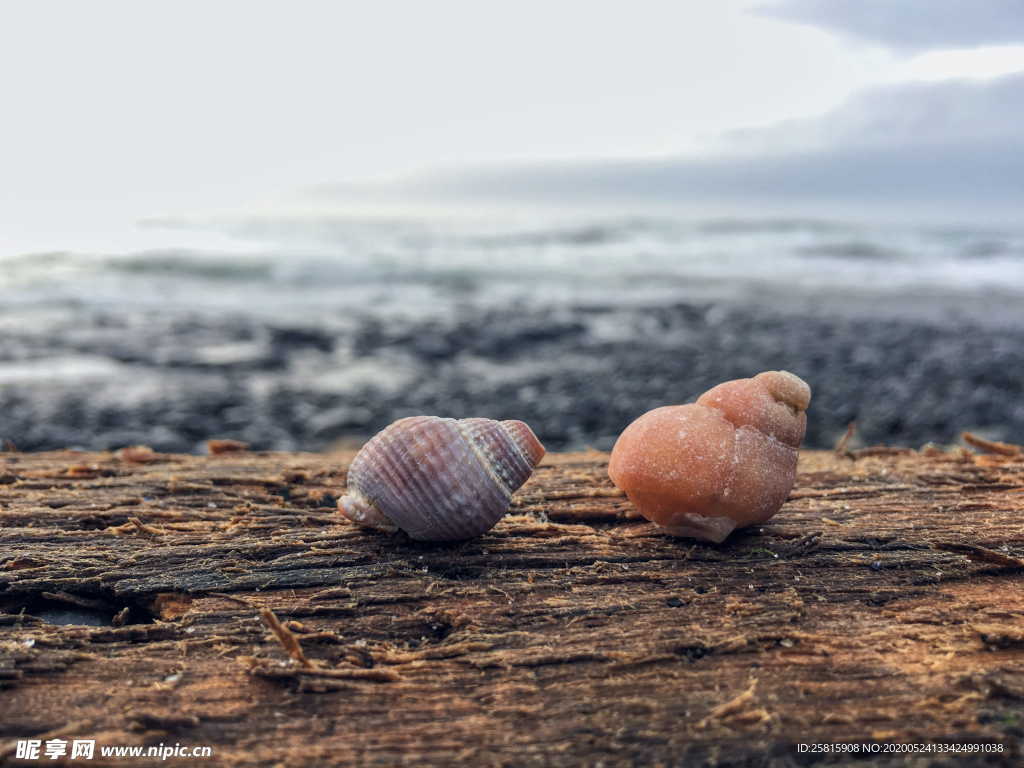 贝壳海螺图片