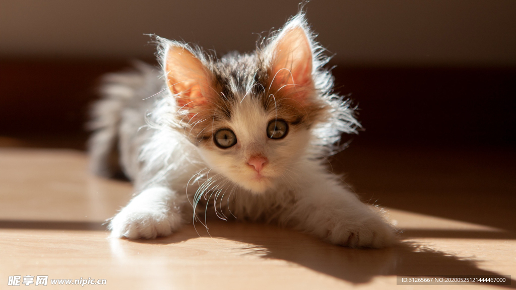 可爱乱毛猫咪摄影图片