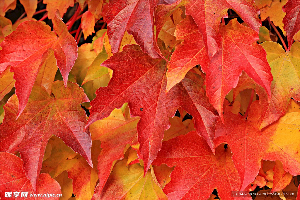 秋天红色的枫叶