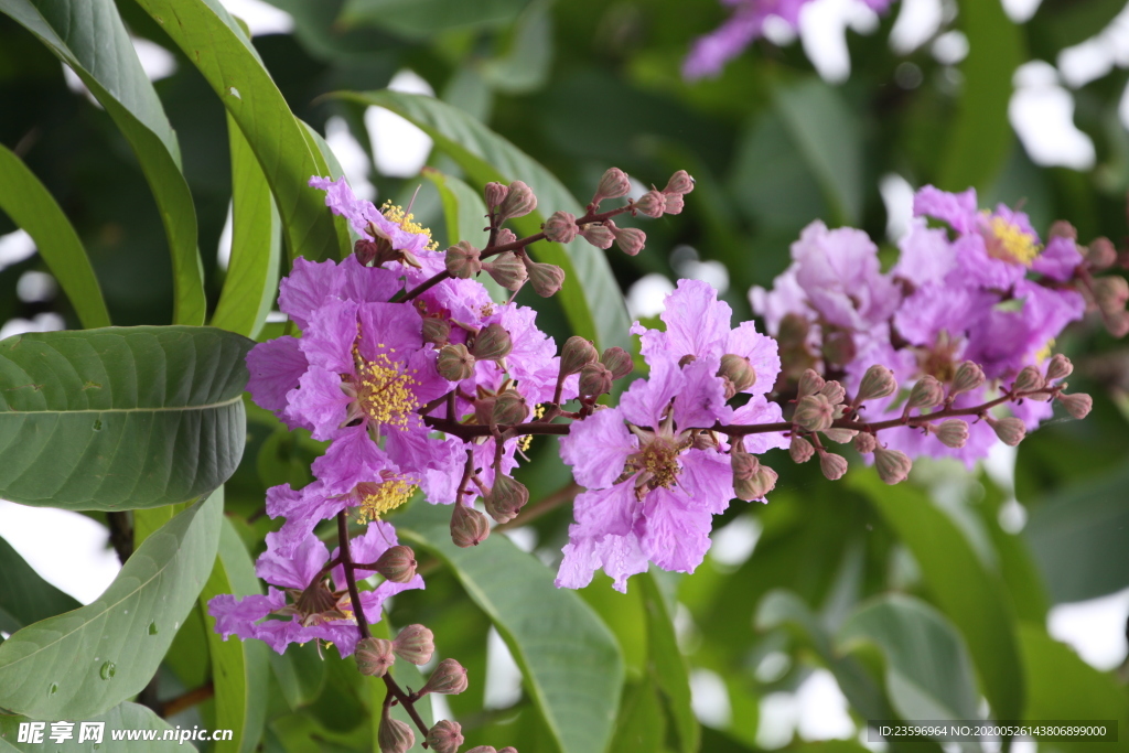 大叶紫薇花朵