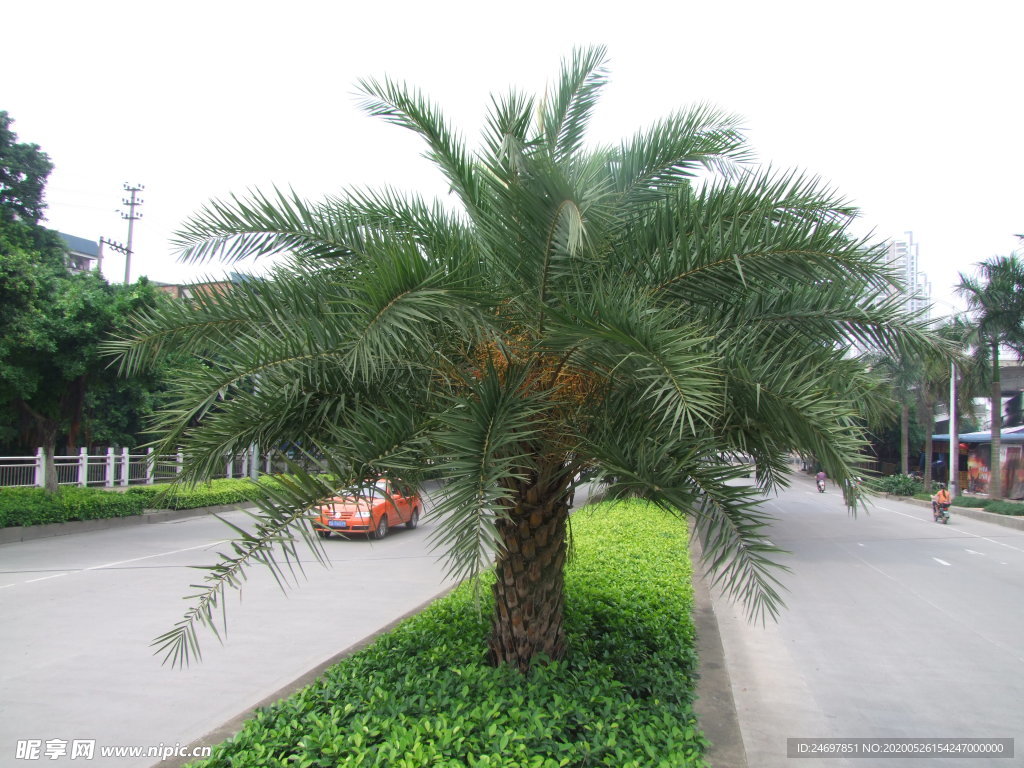 银海枣植物全貌