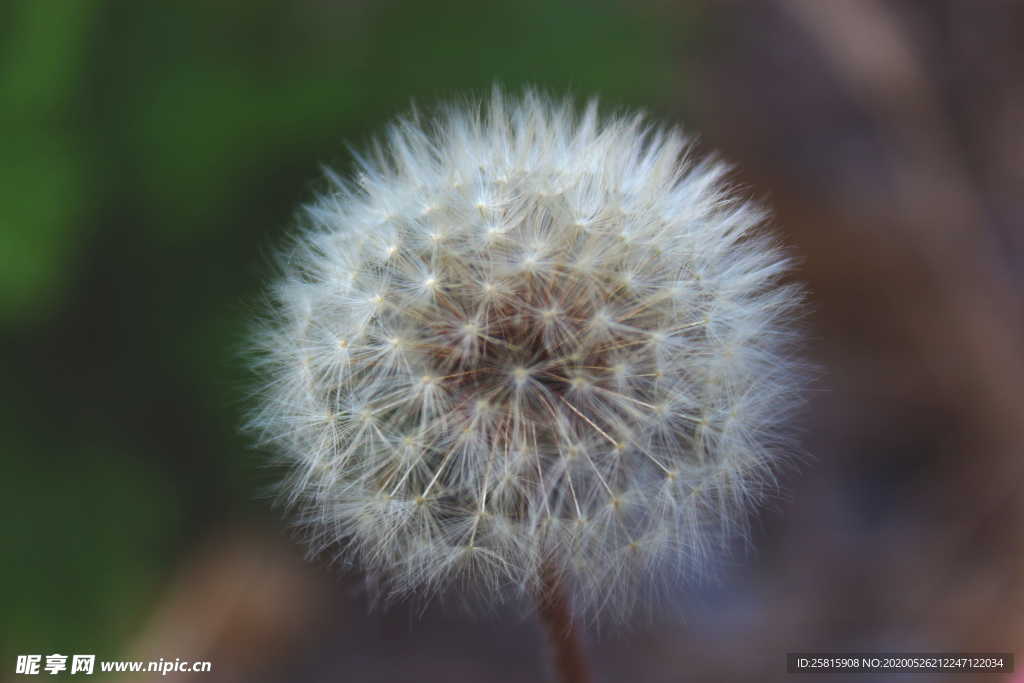 蒲公英蒲公英花图片