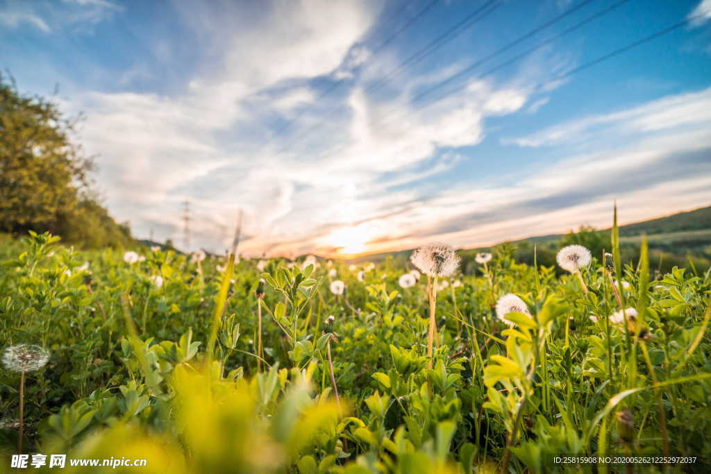 蒲公英蒲公英花图片