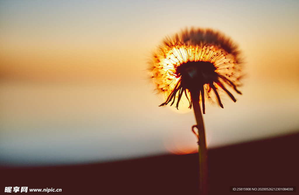 蒲公英蒲公英花图片